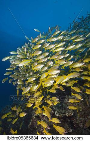 Shoal of bigeye snapper and five-striped snapper (Lutjanus lutjanus), Great Barrier Reef, Australia, Oceania View Large Photo Image Picture - Shoal of bigeye snapper and five-striped snapper (Lutjanus lutjanus), Great Barrier Reef, Australia, Oceania. Fotosearch