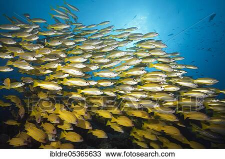 Shoal of bigeye snapper and five-striped snapper (Lutjanus lutjanus), Great Barrier Reef, Australia, Oceania View Large Photo Image Stock Image - Shoal of bigeye snapper and five-striped snapper (Lutjanus lutjanus), Great Barrier Reef, Australia, Oceania. Fotosearch