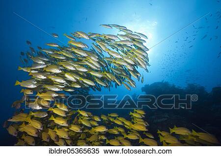 Shoal of bigeye snapper and five-striped snapper (Lutjanus lutjanus), Great Barrier Reef, Australia, Oceania View Large Photo Image Stock Photography - Shoal of bigeye snapper and five-striped snapper (Lutjanus lutjanus), Great Barrier Reef, Australia, Oceania. Fotosearch