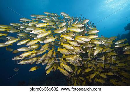 Shoal of bigeye snapper (Lutjanus lutjanus), Great Barrier Reef, Australia, Oceania View Large Photo Image Stock Image - Shoal of bigeye snapper (Lutjanus lutjanus), Great Barrier Reef, Australia, Oceania. Fotosearch