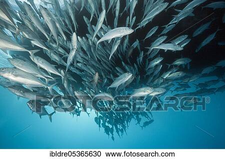 Shoal of bigeye spiny dogfish (Caranx sexfasciatus), Great Barrier Reef, Australia, Oceania View Large Photo Image Stock Image - Shoal of bigeye spiny dogfish (Caranx sexfasciatus), Great Barrier Reef, Australia, Oceania. Fotosearch