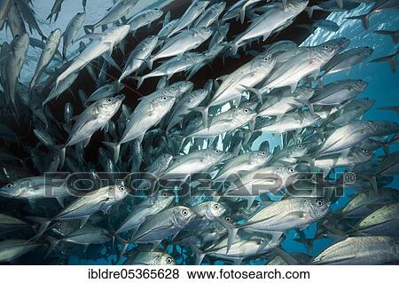 Shoal of bigeye spiny dogfish (Caranx sexfasciatus), Great Barrier Reef, Australia, Oceania View Large Photo Image Stock Photo - Shoal of bigeye spiny dogfish (Caranx sexfasciatus), Great Barrier Reef, Australia, Oceania. Fotosearch