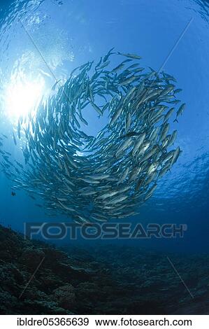 Shoal of bigeye spiny dogfish (Caranx sexfasciatus), Mary Island, Solomon Islands, Oceania View Large Photo Image Stock Photo - Shoal of bigeye spiny dogfish (Caranx sexfasciatus), Mary Island, Solomon Islands, Oceania. Fotosearch