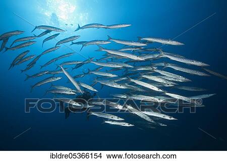 Shoal of darkfin barracuda, Sphyräna qenie, Great Barrier Reef, Australia, Oceania View Large Photo Image Picture - Shoal of darkfin barracuda, Sphyräna qenie, Great Barrier Reef, Australia, Oceania. Fotosearch