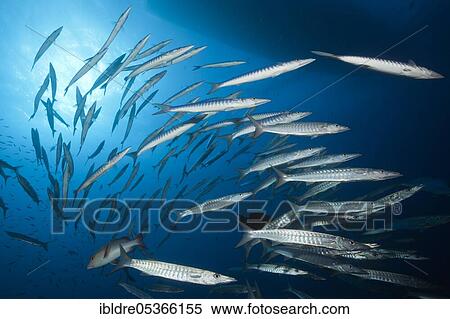 Shoal of darkfin barracuda, Sphyräna qenie, Great Barrier Reef, Australia, Oceania View Large Photo Image Stock Photography - Shoal of darkfin barracuda, Sphyräna qenie, Great Barrier Reef, Australia, Oceania. Fotosearch