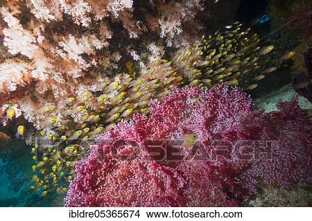 Shoal of glassfish (Parapriacanthus ransonneti) in the reef, Triton Bay, West Papua, Indonesia, Asia View Large Photo Image Picture - Shoal of glassfish (Parapriacanthus ransonneti) in the reef, Triton Bay, West Papua, Indonesia, Asia. Fotosearch