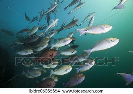 Shoal of grey surgeonfish (Acanthurus mata), Triton Bay, West Papua, Indonesia, Asia View Large Photo Image Picture - Shoal of grey surgeonfish (Acanthurus mata), Triton Bay, West Papua, Indonesia, Asia. Fotosearch