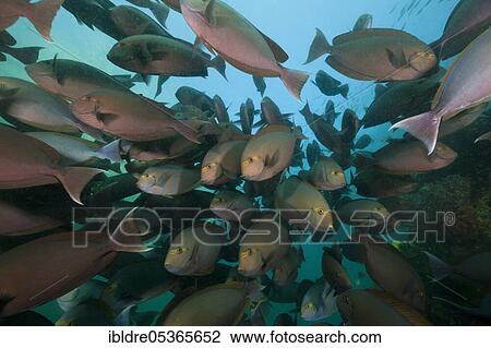 Shoal of grey surgeonfish (Acanthurus mata), Triton Bay, West Papua, Indonesia, Asia View Large Photo Image Stock Image - Shoal of grey surgeonfish (Acanthurus mata), Triton Bay, West Papua, Indonesia, Asia. Fotosearch