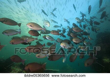 Shoal of grey surgeonfish (Acanthurus mata), Triton Bay, West Papua, Indonesia, Asia View Large Photo Image Stock Photograph - Shoal of grey surgeonfish (Acanthurus mata), Triton Bay, West Papua, Indonesia, Asia. Fotosearch