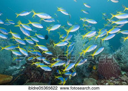 Stock Image - Shoal of yellow-backed fusiliers (Caesio teres), Triton Bay, West Papua, Indonesia, Asia. Fotosearch