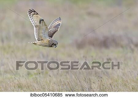 Stock Photography - Short-eared owl (Asio flammeus), Cuxhaven, Lower Saxony, Germany, Europe. Fotosearch