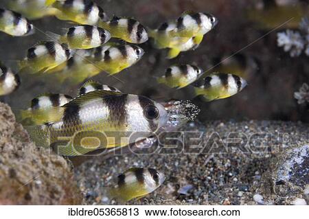 Stock Image - Shorthead damselfish (breviceps) Amblypomacentrus, Ambon, Moluccas, Indonesia, Asia. Fotosearch