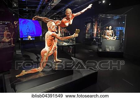 Showroom with human body plastinates, Body Worlds, Menschen Museum, Berlin, Germany, Europe View Large Photo Image Stock Photo - Showroom with human body plastinates, Body Worlds, Menschen Museum, Berlin, Germany, Europe. Fotosearch