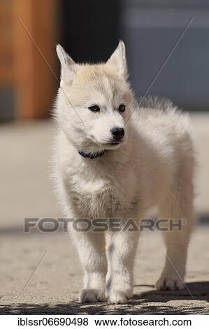 Siberian Husky puppy standing, Rhineland-Palatinate, Germany, Europe View Large Photo Image Stock Photo - Siberian Husky puppy standing, Rhineland-Palatinate, Germany, Europe. Fotosearch