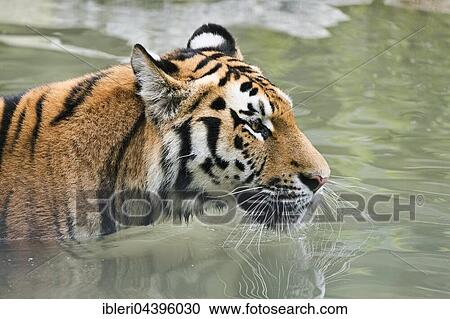 Siberian or Amur tiger (Panthera tigris altaica), captive View Large Photo Image Stock Image - Siberian or Amur tiger (Panthera tigris altaica), captive. Fotosearch