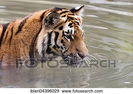 Siberian or Amur tiger (Panthera tigris altaica), captive View Large Photo Image Stock Photo - Siberian or Amur tiger (Panthera tigris altaica), captive. Fotosearch