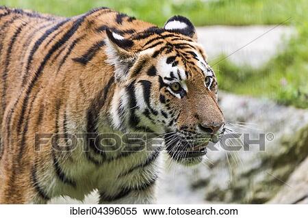 Siberian or Amur tiger (Panthera tigris altaica), captive View Large Photo Image Stock Photography - Siberian or Amur tiger (Panthera tigris altaica), captive. Fotosearch