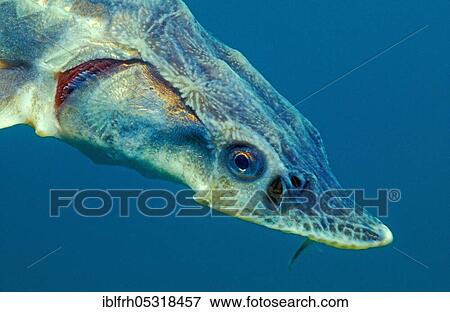 Siberian sturgeon (Acipenser baerii) View Large Photo Image Stock Photo - Siberian sturgeon (Acipenser baerii). Fotosearch