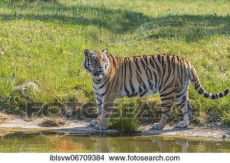 Picture - Siberian tiger (Panthera tigris) at the water, captive, Tigerpark, Mecklenburg-Vorpommern, Germany, Europe. Fotosearch