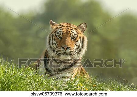 Stock Photograph - Siberian tiger (Panthera tigris) lying in the grass, captive, Tigerpark, Mecklenburg-Vorpommern, Germany, Europe. Fotosearch