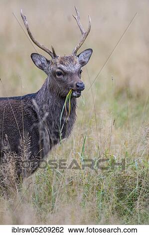Stock Image - Sika deer (Cervus nippon) male, Denmark, Europe. Fotosearch