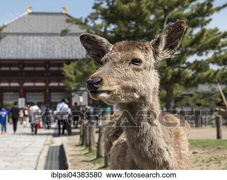 Sika deer (Cervus nippon) outside Todaiji, Todai-ji, Temple, Nara, Japan, Asia View Large Photo Image Stock Image - Sika deer (Cervus nippon) outside Todaiji, Todai-ji, Temple, Nara, Japan, Asia. Fotosearch