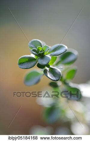 Stock Photo - Silver thyme, Lemon thyme ( Thymus citriodorus) Variety Silver Queen. Fotosearch