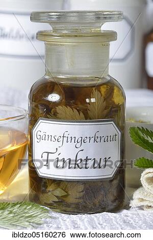 Silverweed (Potentilla anserina) (Anserinae herba), goose cinquefoil tincture View Large Photo Image Stock Photograph - Silverweed (Potentilla anserina) (Anserinae herba), goose cinquefoil tincture. Fotosearch