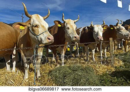 Simmental cows at a cattle show, Swiss Cow Topschau Saanenland, Gstaad, Switzerland, Europe View Large Photo Image Stock Photo - Simmental cows at a cattle show, Swiss Cow Topschau Saanenland, Gstaad, Switzerland, Europe. Fotosearch
