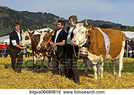 Simmental, winning cows, Miss Simmental competition of the livestock show Swiss Cow Topschau Saanenland, Gstaad, Switzerland, Europe View Large Photo Image Stock Photo - Simmental, winning cows, Miss Simmental competition of the livestock show Swiss Cow Topschau Saanenland, Gstaad, Switzerland, Europe. Fotosearch