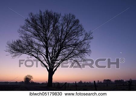 Stock Image - Single tree at dawn, with setting moon, morning, February, NSG Dingdener Heide, North Rhine-Westphalia, Germany, Europe. Fotosearch