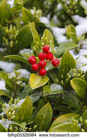 Skimmie, Skimmia japonica reevesiana, Switzerland, Europe View Large Photo Image Picture - Skimmie, Skimmia japonica reevesiana, Switzerland, Europe. Fotosearch