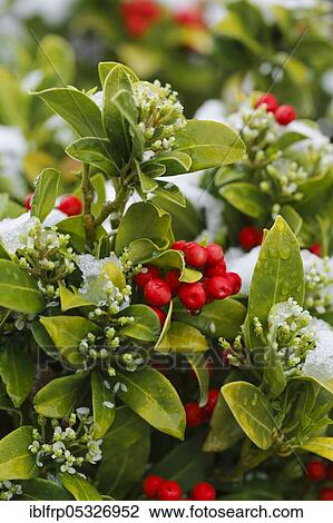 Skimmie, Skimmia japonica reevesiana, Switzerland, Europe View Large Photo Image Stock Image - Skimmie, Skimmia japonica reevesiana, Switzerland, Europe. Fotosearch
