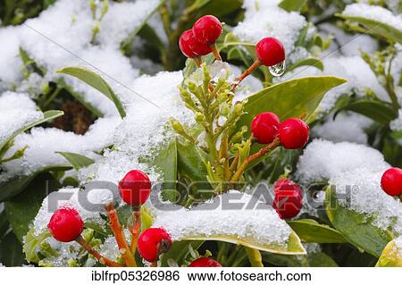 Skimmie, Skimmia japonica reevesiana, Switzerland, Europe View Large Photo Image Stock Photograph - Skimmie, Skimmia japonica reevesiana, Switzerland, Europe. Fotosearch