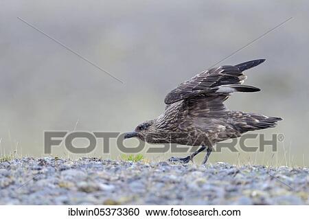 Stock Image - Skua (Stercorarius skua) Iceland. Fotosearch