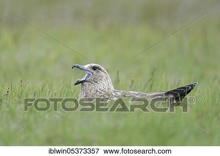 Skua (Stercorarius skua) Iceland View Large Photo Image Stock Photo - Skua (Stercorarius skua) Iceland. Fotosearch
