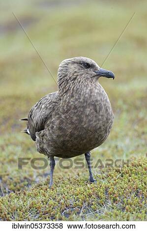 Skua (Stercorarius skua) Iceland View Large Photo Image Stock Photo - Skua (Stercorarius skua) Iceland. Fotosearch