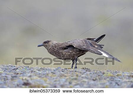 Skua (Stercorarius skua) Iceland View Large Photo Image Stock Photo - Skua (Stercorarius skua) Iceland. Fotosearch