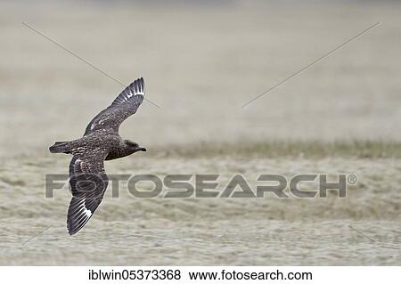 Skua (Stercorarius skua) Iceland View Large Photo Image Stock Photo - Skua (Stercorarius skua) Iceland. Fotosearch