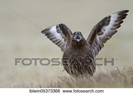 Skua (Stercorarius skua) Iceland View Large Photo Image Stock Photograph - Skua (Stercorarius skua) Iceland. Fotosearch