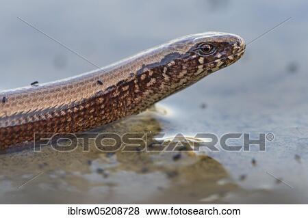 Slow worm (Anguis fragilis) Lower Saxony, Germany, Europe View Large Photo Image Stock Photo - Slow worm (Anguis fragilis) Lower Saxony, Germany, Europe. Fotosearch