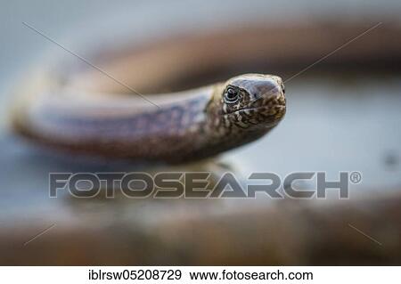 Slow worm (Anguis fragilis) Lower Saxony, Germany, Europe View Large Photo Image Stock Photo - Slow worm (Anguis fragilis) Lower Saxony, Germany, Europe. Fotosearch