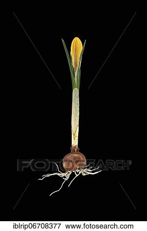 Stock Photo - Small crocus (Crocus chrysanthus), Germany, Europe. Fotosearch
