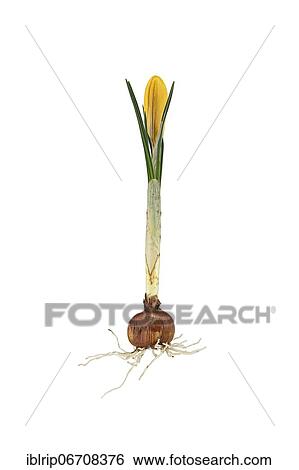 Stock Photograph - Small crocus (Crocus chrysanthus), Germany, Europe. Fotosearch