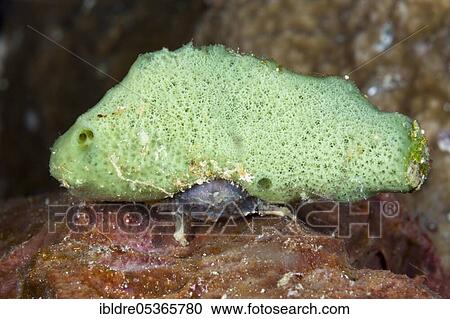 Small sponge crab (Dromia dormia), Kai Islands, Moluccas, Indonesia, Asia View Large Photo Image Stock Image - Small sponge crab (Dromia dormia), Kai Islands, Moluccas, Indonesia, Asia. Fotosearch