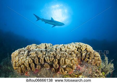 Smooth flower coral (Eusmilia fastigiata) and caribbean reef shark (Carcharhinus perezi), Gardens of the queen national park View Large Photo Image Stock Photo - Smooth flower coral (Eusmilia fastigiata) and caribbean reef shark (Carcharhinus perezi), Gardens of the queen national park. Fotosearch