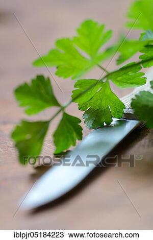 Smooth Parsley (Petroselinum crispum) with kitchen knife View Large Photo Image Stock Image - Smooth Parsley (Petroselinum crispum) with kitchen knife. Fotosearch