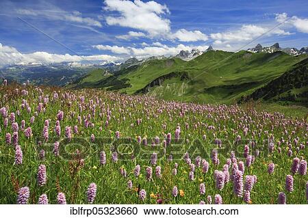Snakehead, Central Swiss Alps, Switzerland ( Polygonum bistorta) View Large Photo Image Stock Image - Snakehead, Central Swiss Alps, Switzerland ( Polygonum bistorta). Fotosearch