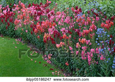 Snapdragon (Antirrhinum majus) View Large Photo Image Stock Photo - Snapdragon (Antirrhinum majus). Fotosearch