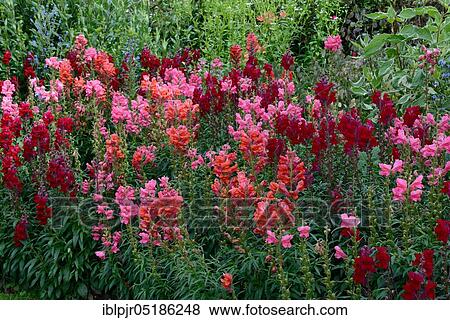 Snapdragon (Antirrhinum majus) View Large Photo Image Stock Photo - Snapdragon (Antirrhinum majus). Fotosearch